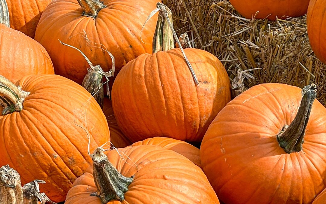 Craving and Carving All Things Pumpkin