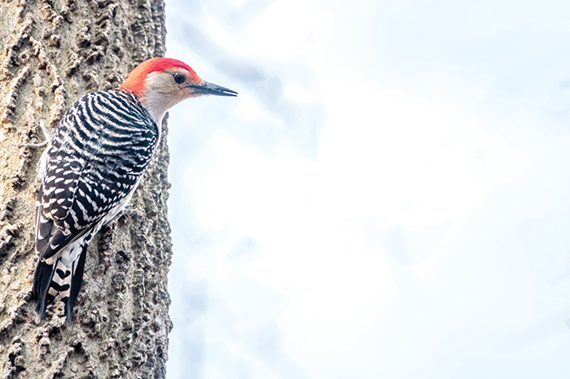 red-bellied woodpecker,Melanerpes carolinus is a medium-sized woodpecker of the family Picidae