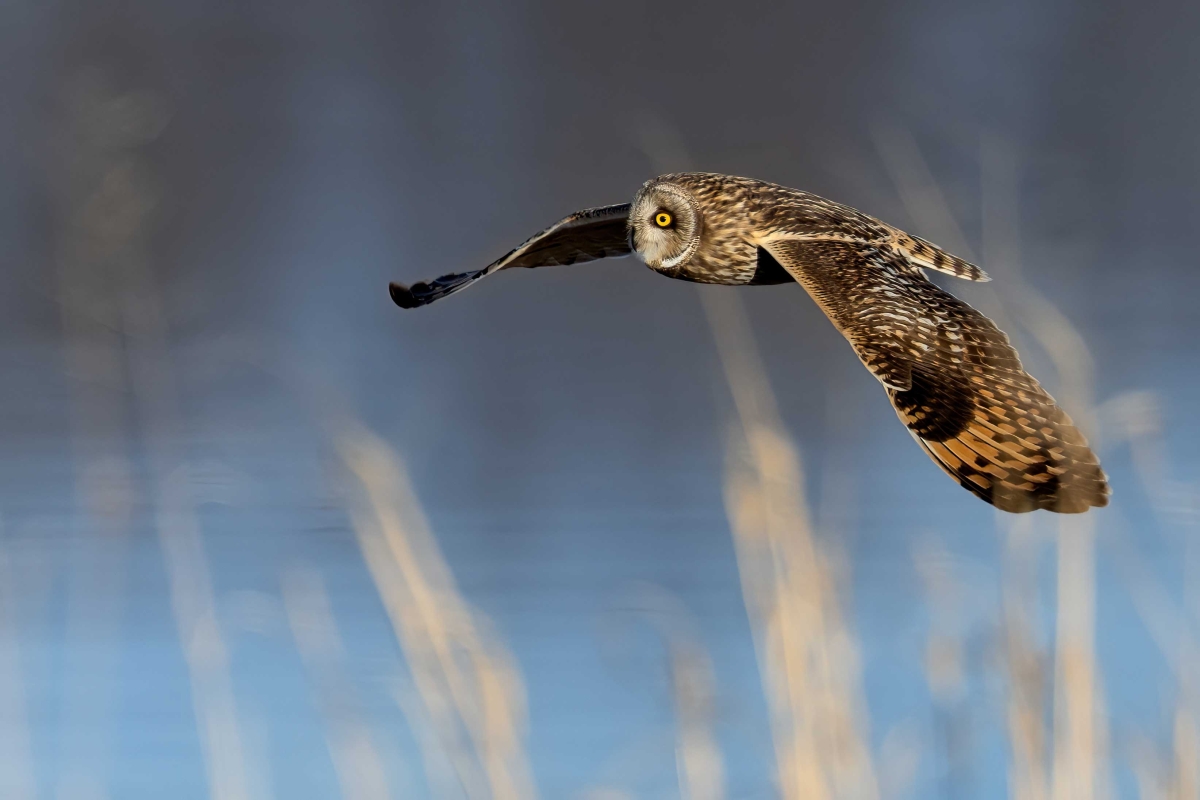 Short Eared Owl by Lisa Townsend
