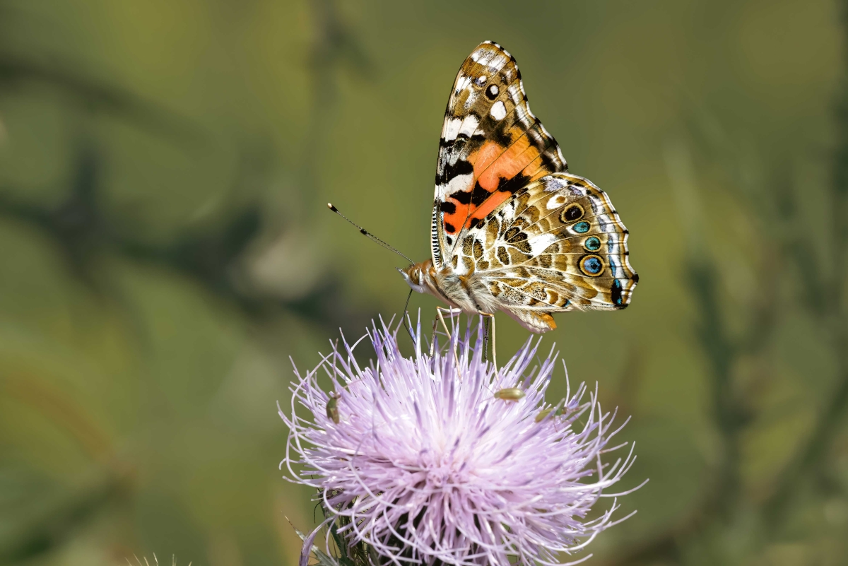 Painted Lady by Lisa Townsend