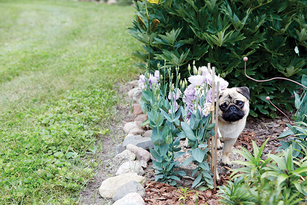 Pug Playing in a Garden