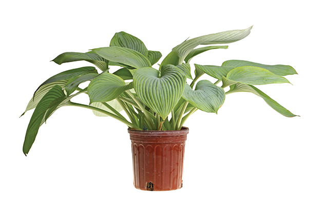 Large plant of blue-leaved hosta cultivar Guardian Angel in a red plastic pot isolated against white