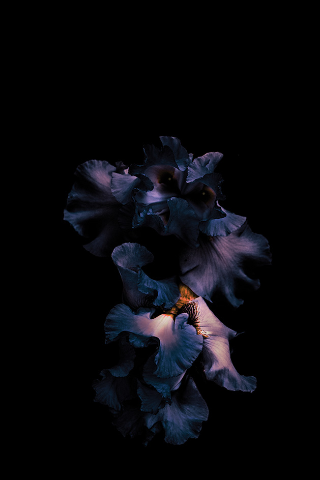 Purple Flower Macro Photograph