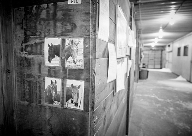 Photos of Horses in Stables
