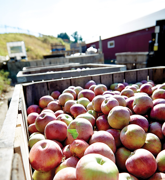 Apples sit in a wooden container at Afton Apple Orchard's Apple Fest