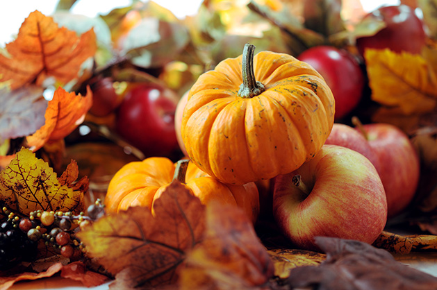 Our Favorite Local Places to Pick Apples & Pumpkins