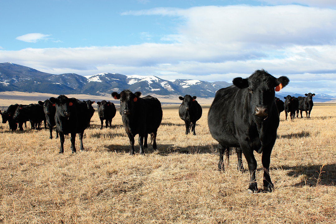 Mulvey Gulch Ranch beef is significantly higher in Omega 3, CLAs and essential vitamins. 