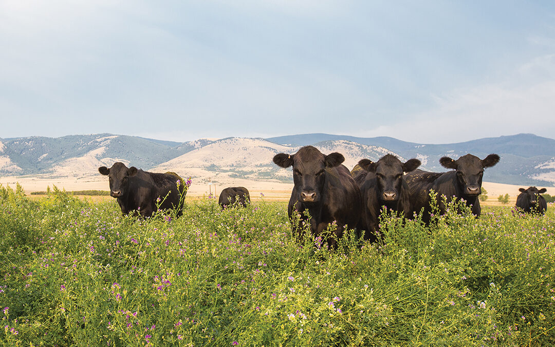 Jerry’s Brings Grass-Fed Beef to Shelves