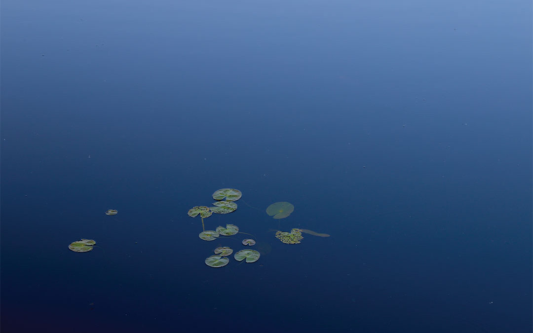 Stillwater Lily Pads