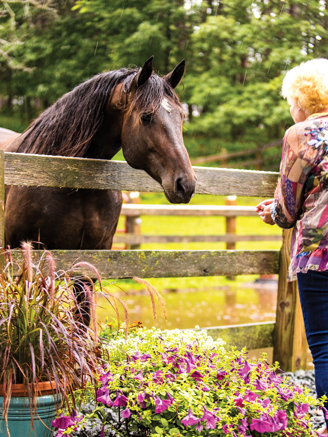 The Korluka Family's Horse