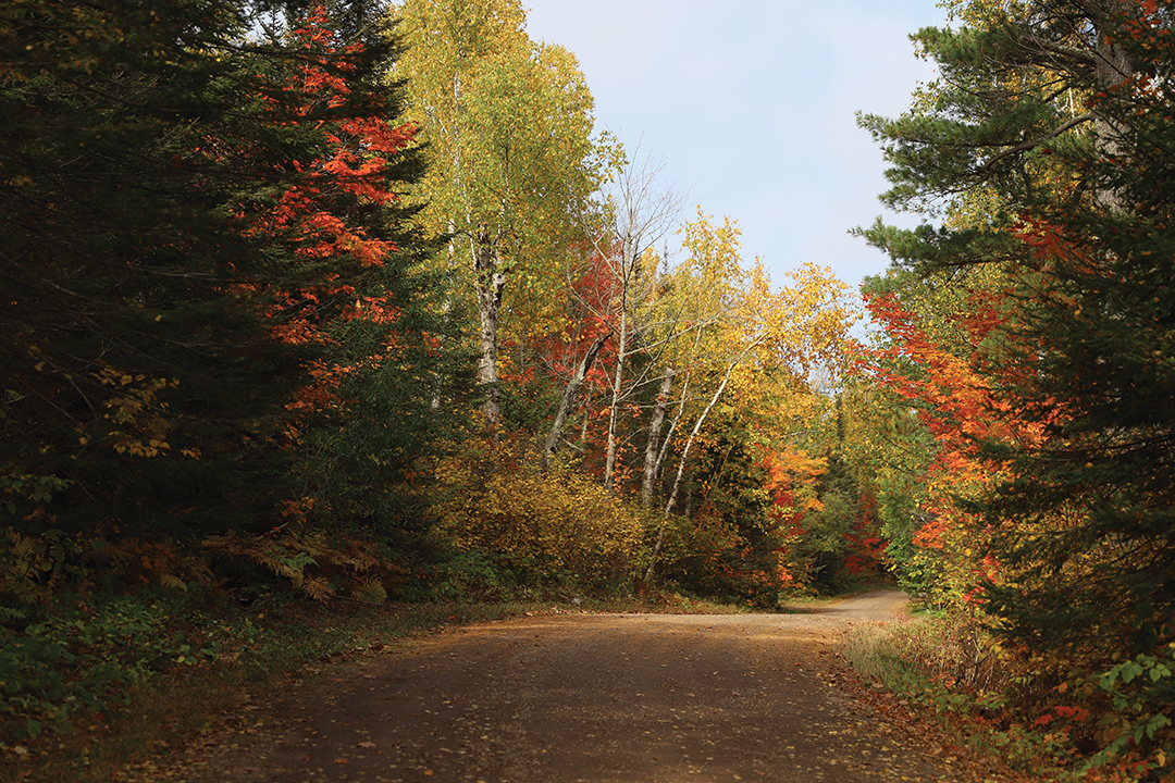 Minnesota Autumn Trail