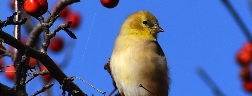 Minnesota Campus Public Bird Banding