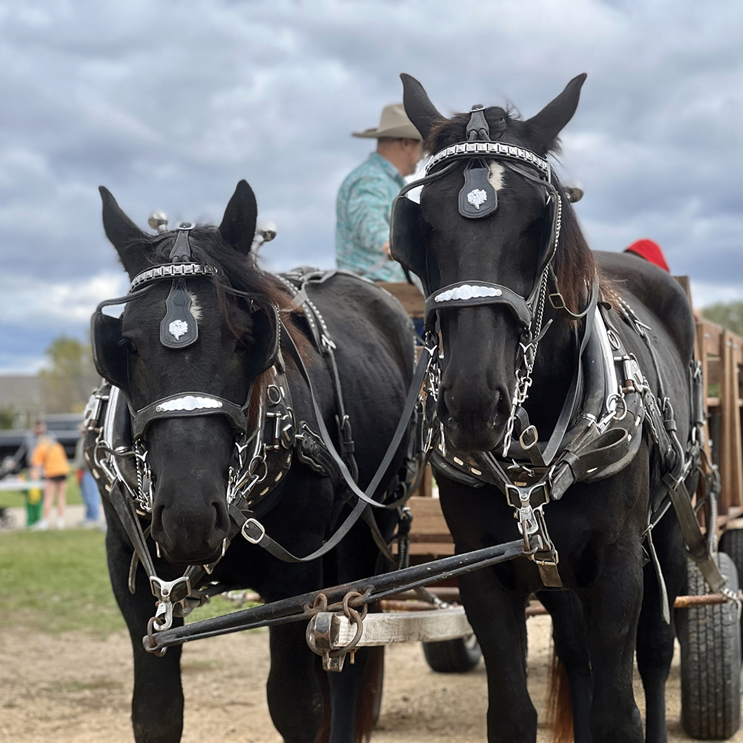 Horse carriage ride at Hilltop Pumpkin Party