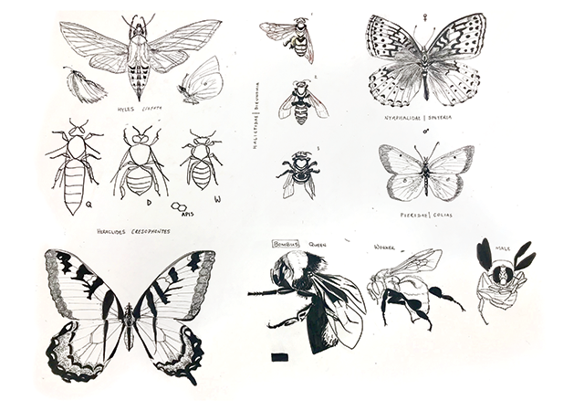 Butterfly illustrations by Leigha Meredith
