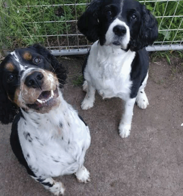 A Great Starters’ List of Pet Boarding Places in the St. Croix Valley