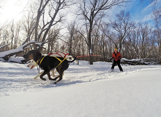 Skijoring 101