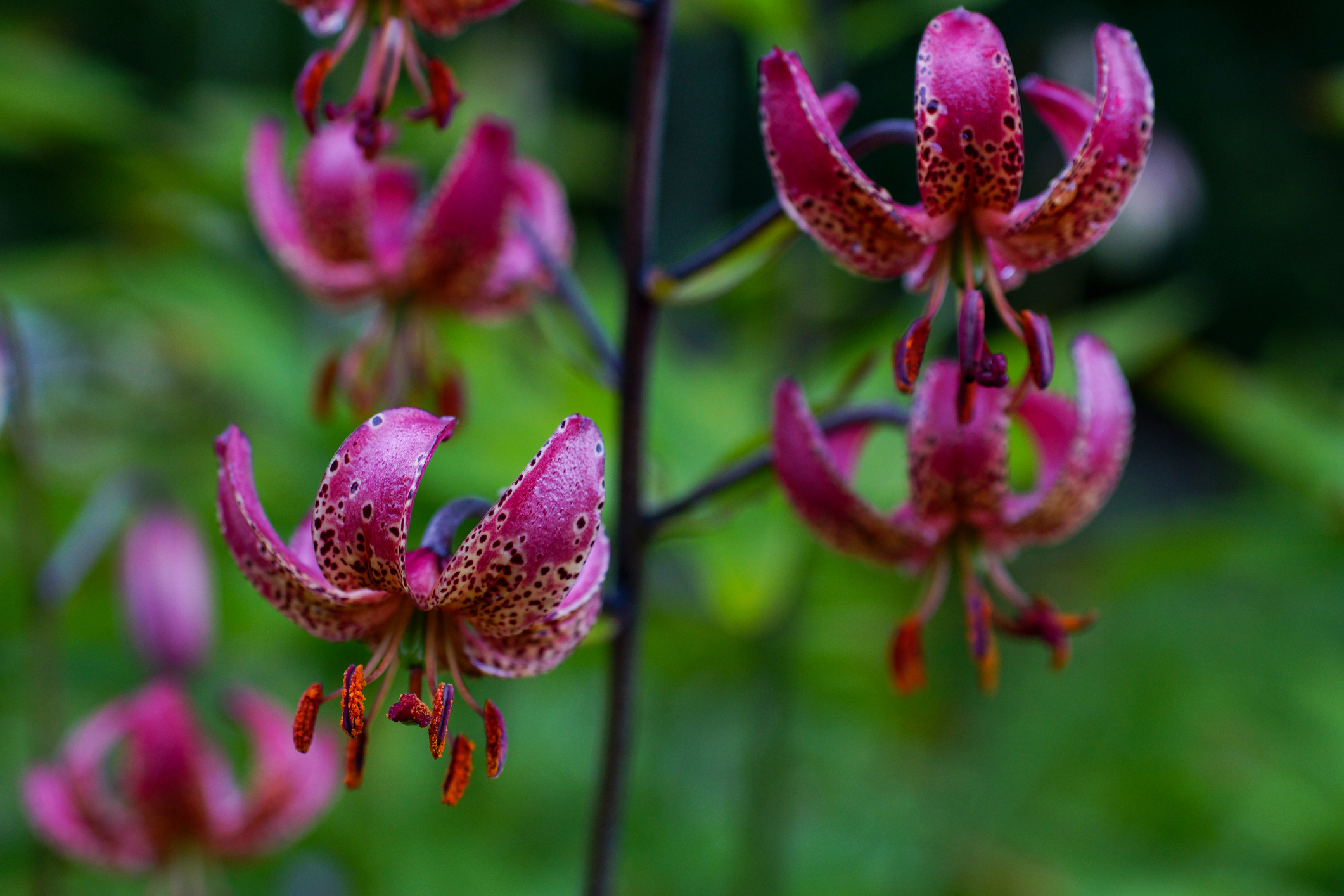 The Marathon lily is native to Europe and Asia and is cultivated in gardens for their beautiful colorful flowers.