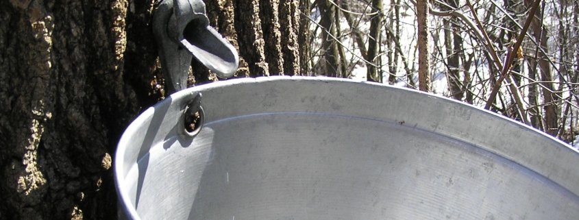 Minnesota Campus Maple Syrup