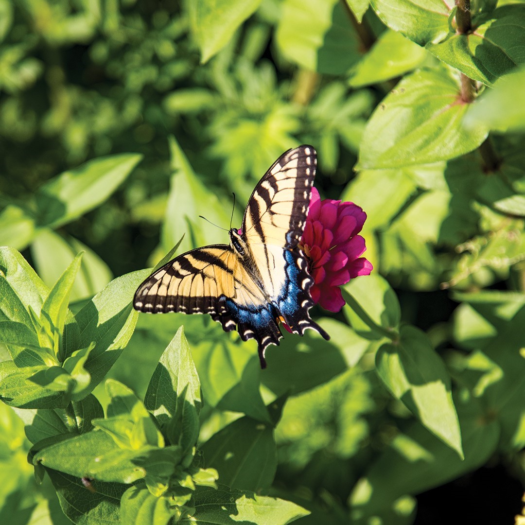 Butterfly on a flower