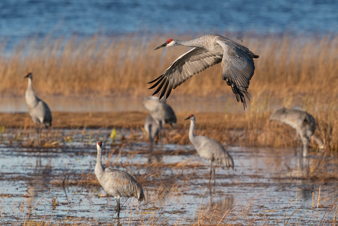 Sandhill cranes at Crex Meadows - Gordon Dietzman (1)