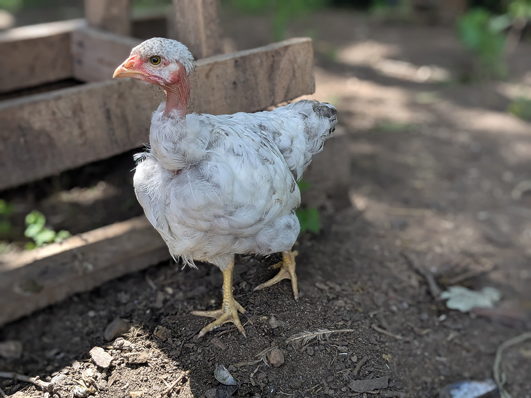 Chicken walking outside