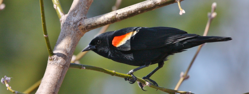 Minnesota Campus Public Bird Banding at Carpenter Nature Center