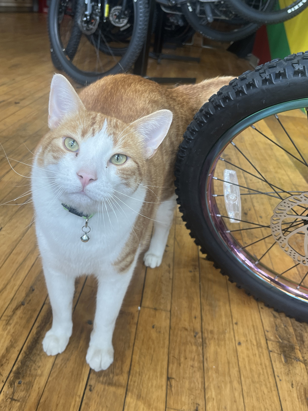 Cat named Archie