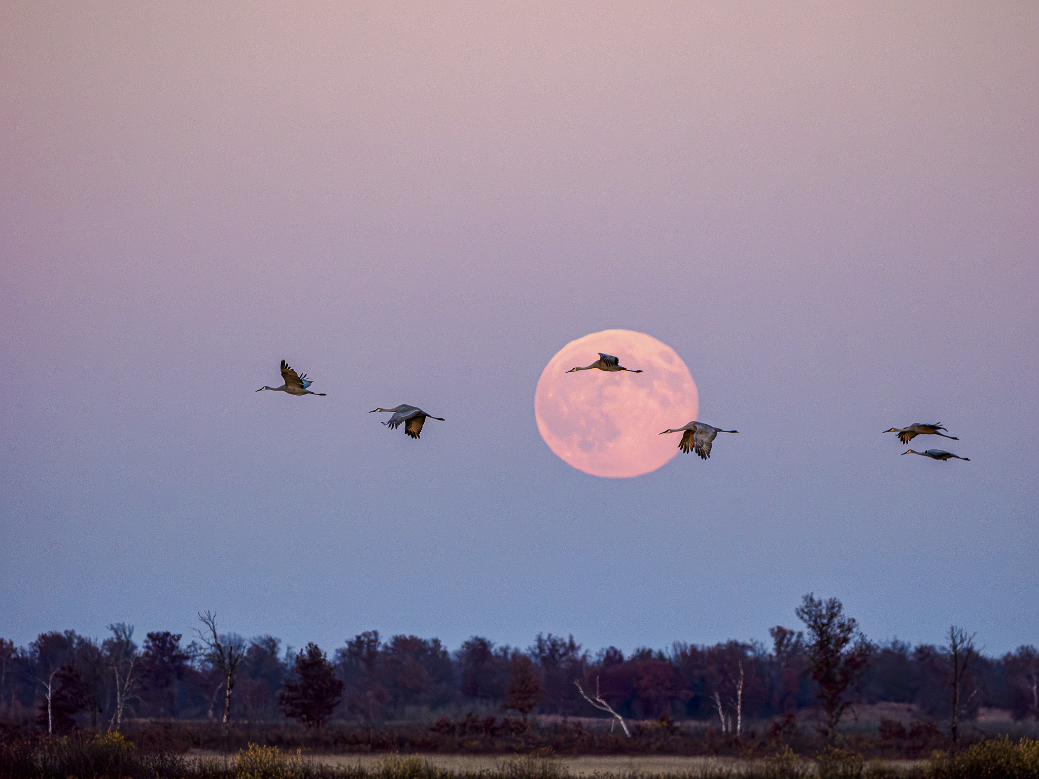 Beaver Moon