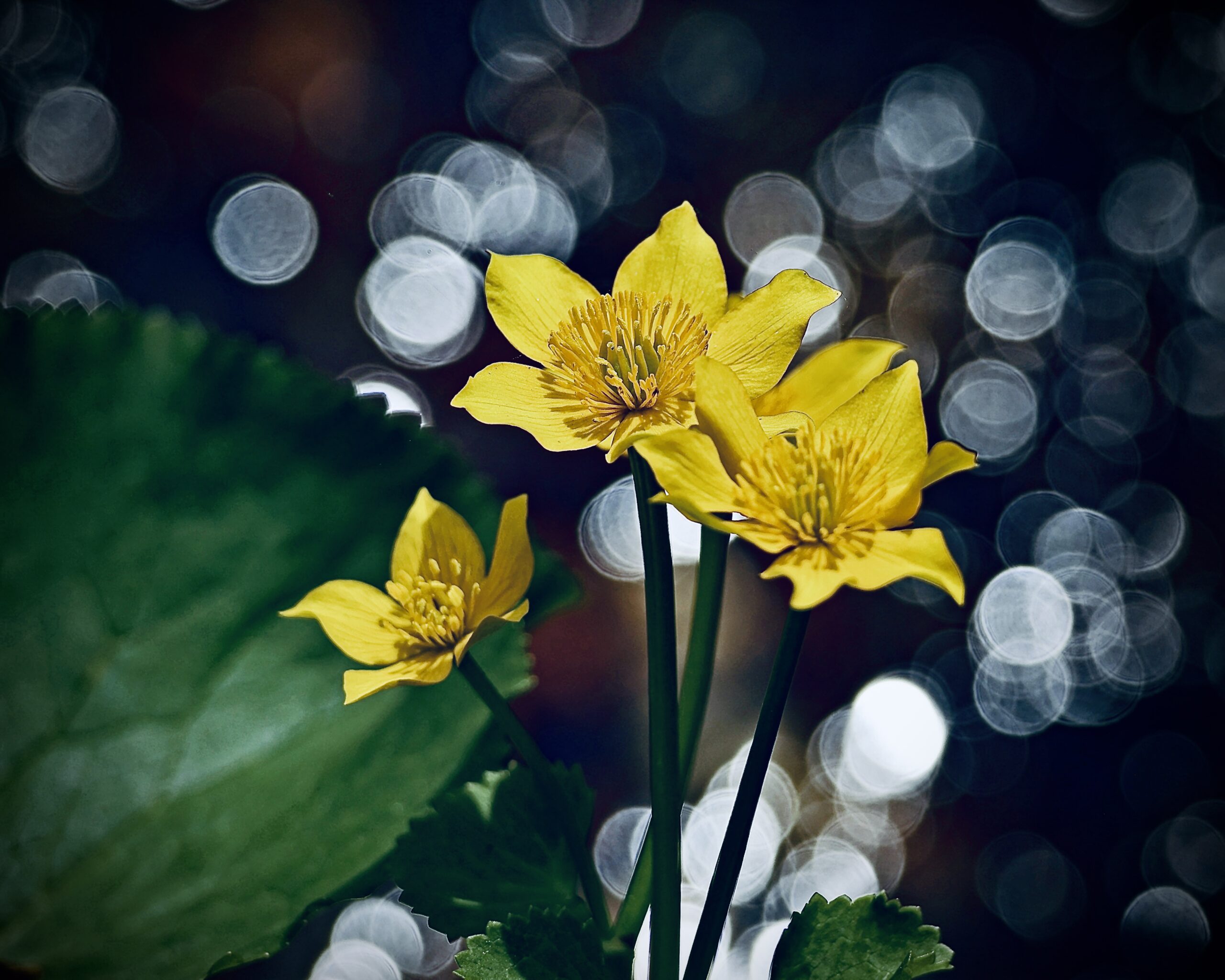 Marsh Marigolds