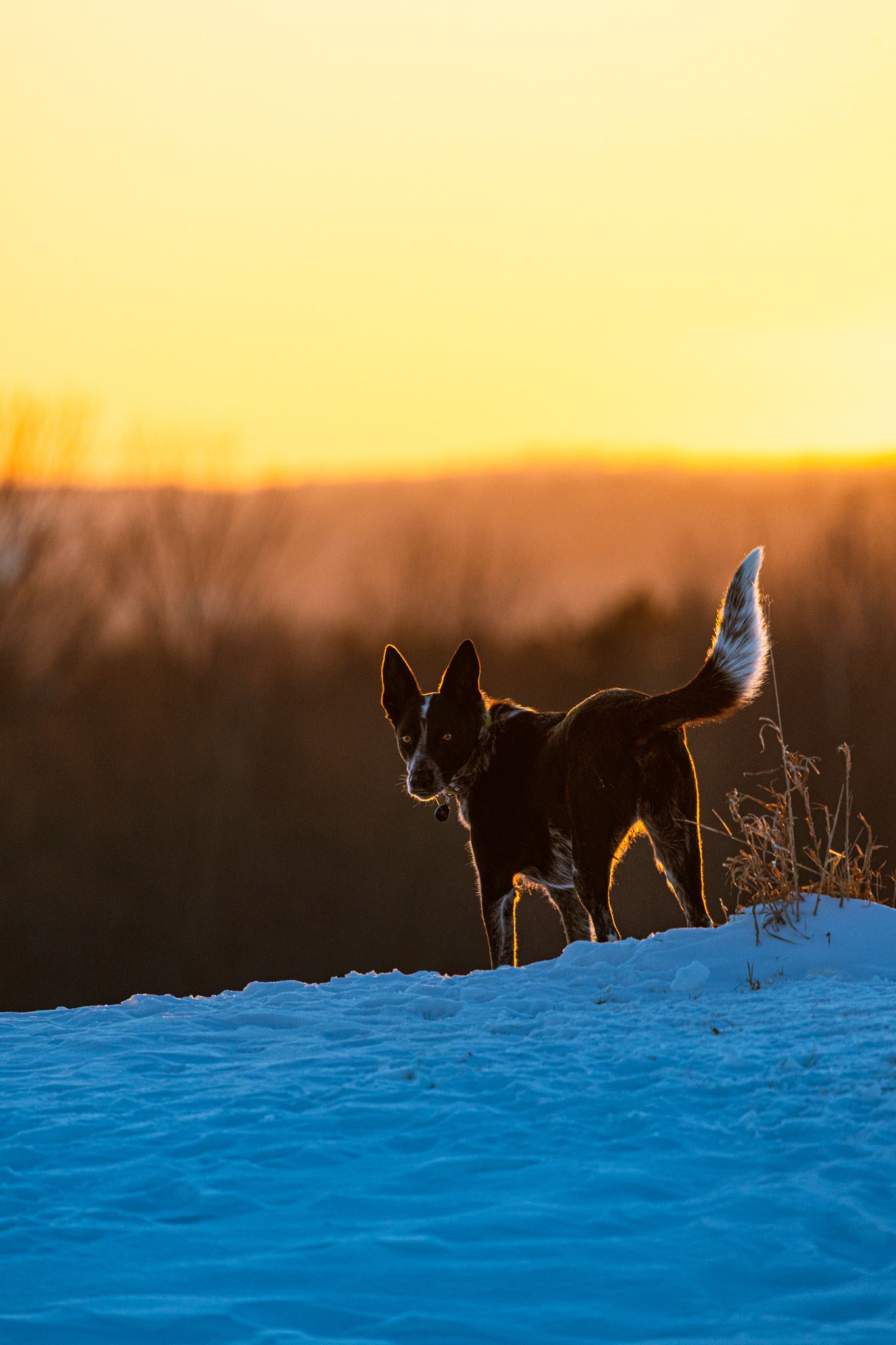 Roo the Cattledog