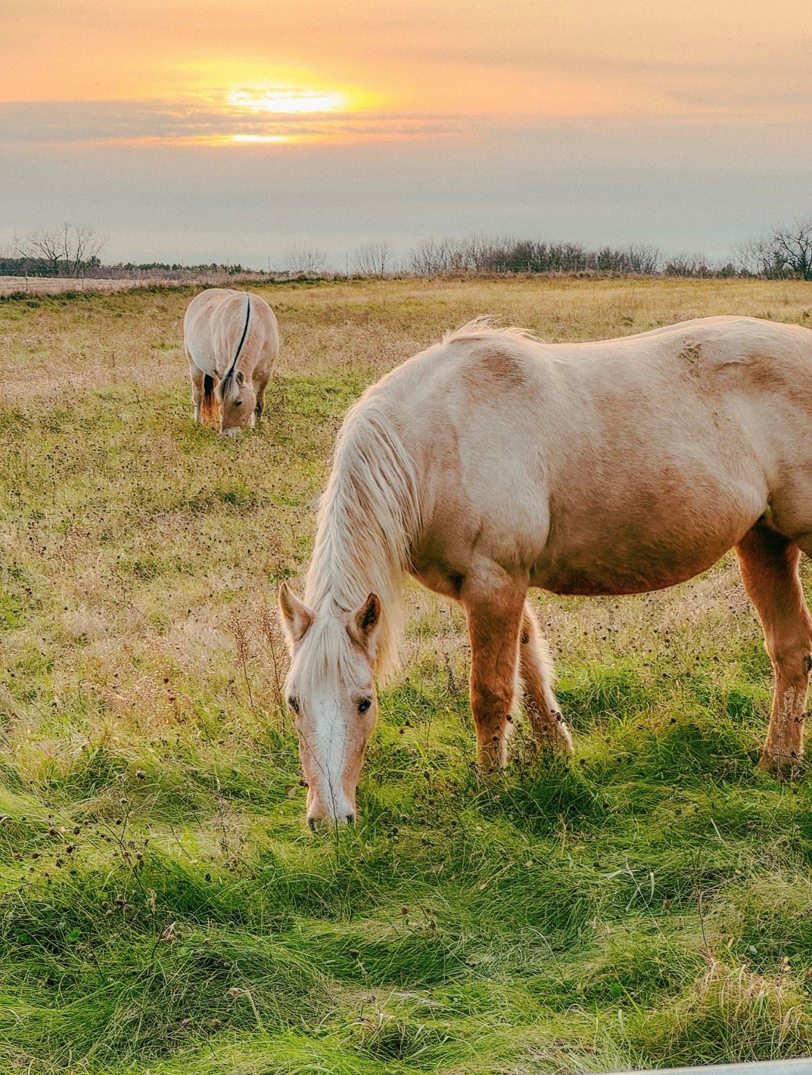Grazing