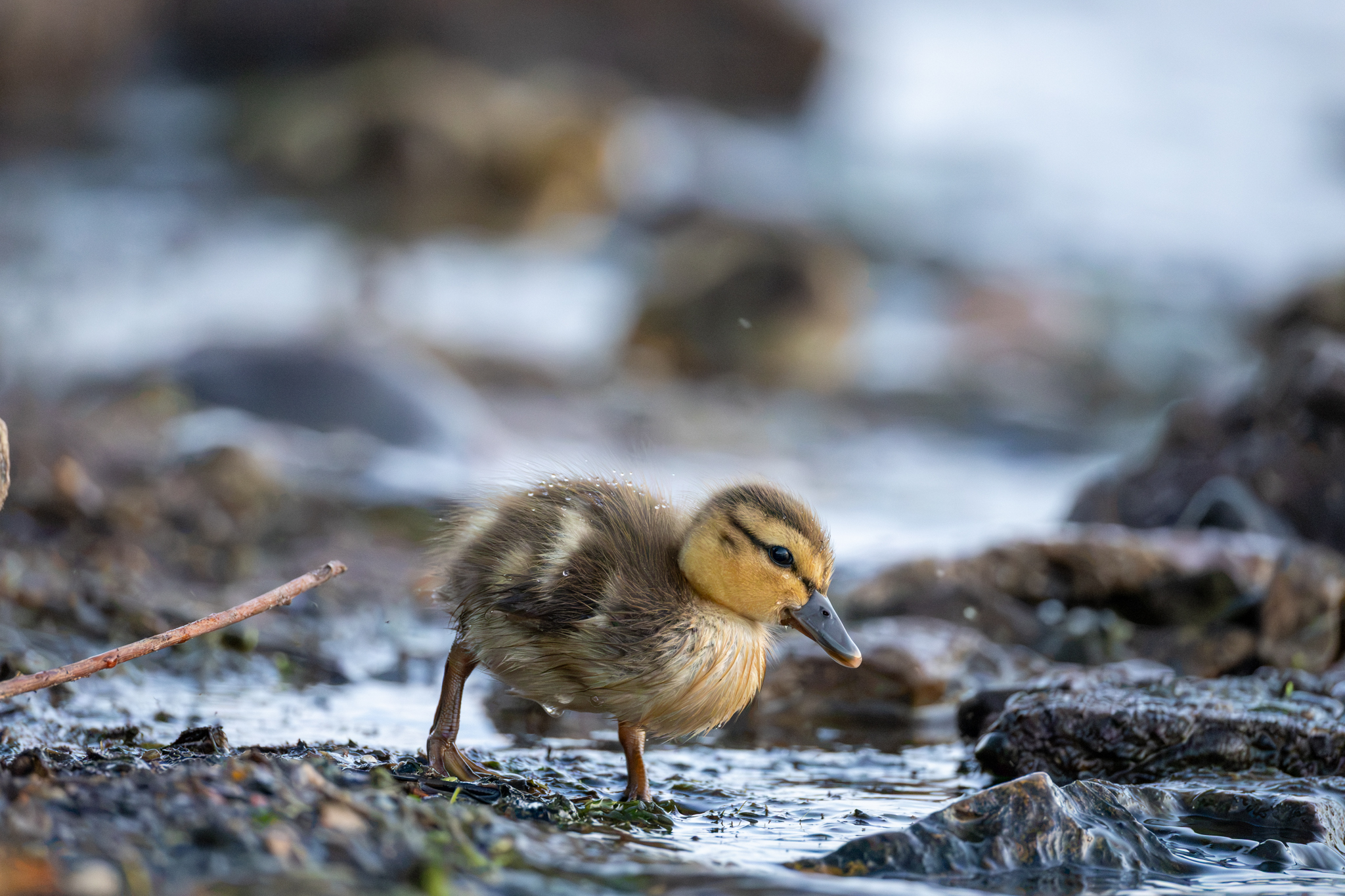 Happy Little Duckling