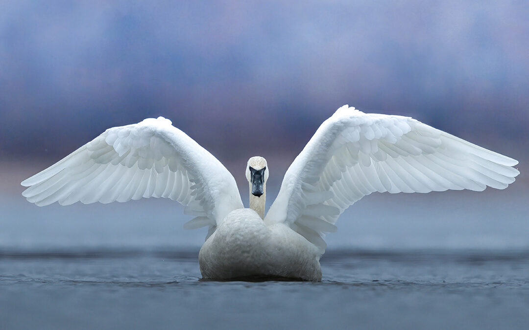 Early Morning Swan Stretch