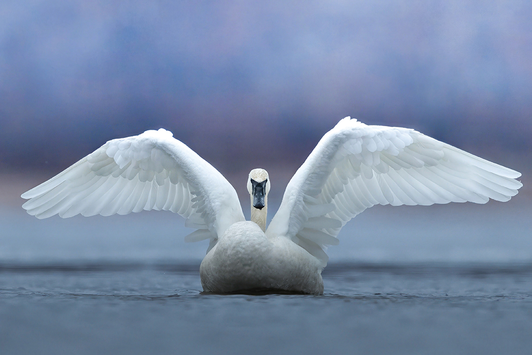 Early Morning Swan Stretch