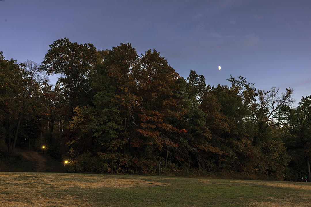 Fall, Fall Colors, Field, Fir, Foliage, Grass, Grassland, Lake Elmo Park Reserve, Nature, Outdoors, Parks Programs, Person, Spooky Stories, Tree, Tree Trunk, Vegetation, County Parks Night at Lake Elmo Park Reserve in October 2024.