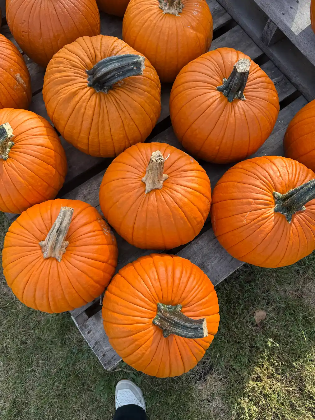 The Great Weatherguard Pumpkin Patch